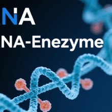RNA Enzyme-RNA Enzyme