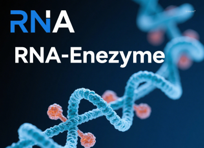 RNAEnzyme