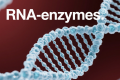 RNA enzymes-RNAenzymes