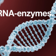 RNA enzymes-RNAenzymes