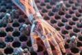 Evo Limb: Breakthroughs in Bionic Prosthetics, Exoskeletons, and Biohybrid Technologies