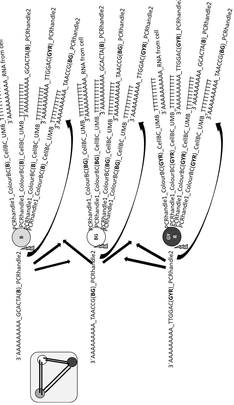 rna primer