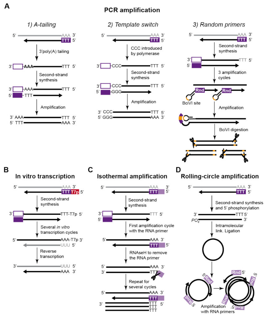 rna primer