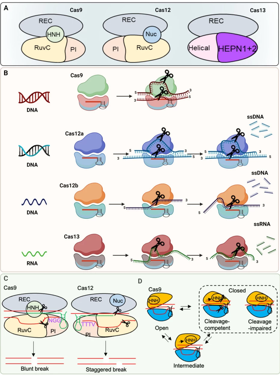 Optimizing CRISPR-Target Design for Enhanced Cas Protein Recognition and DNA Cleavage Efficiency
