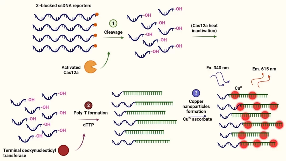 Optimizing CRISPR-Target Design for Enhanced Cas Protein Recognition and DNA Cleavage Efficiency