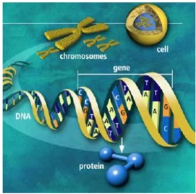 chromosome
