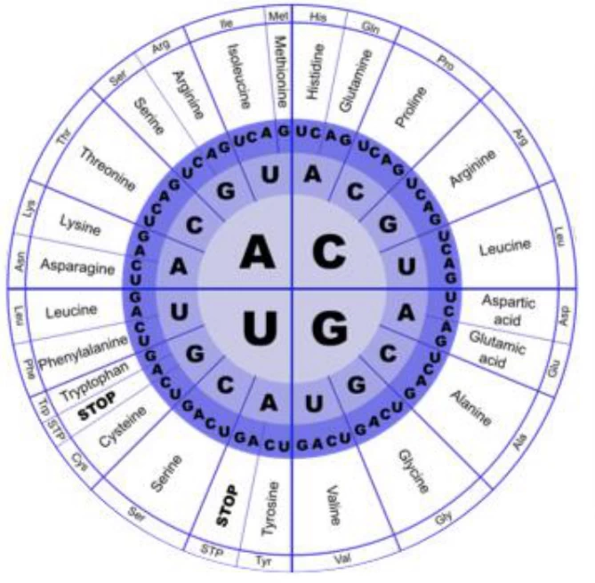 Codon Chart