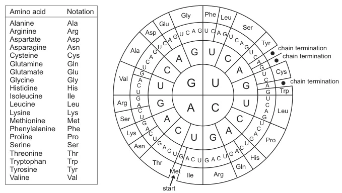 Codon Chart