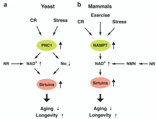 Future Technologies Extending Human Lifespan: Scientific Frontiers and Clinical Translation