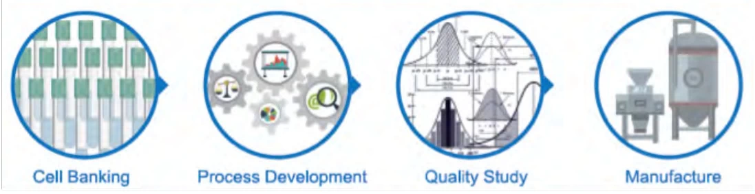 GMP Plasmid Manufacturing: Standards, Processes, and Applications
