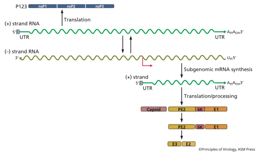 Positive-Strand vs. Negative-Strand RNA Viruses: Molecular Definitions and Biological Implications