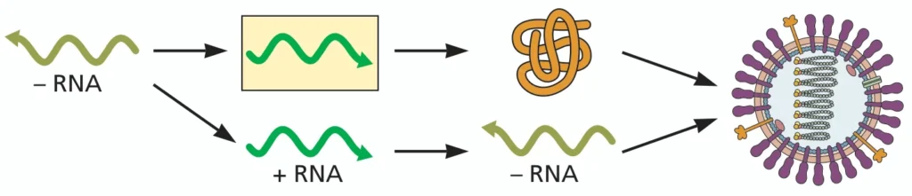 Positive-Strand vs. Negative-Strand RNA Viruses: Molecular Definitions and Biological Implications