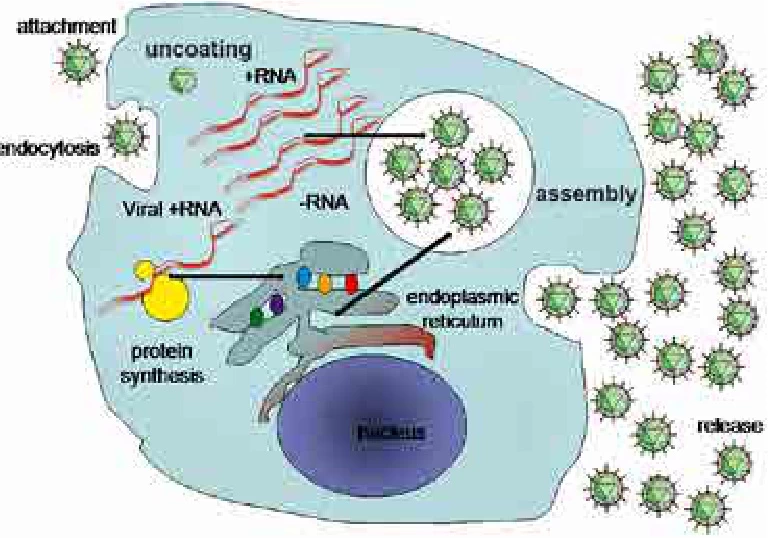 Positive-Strand vs. Negative-Strand RNA Viruses: Molecular Definitions and Biological Implications