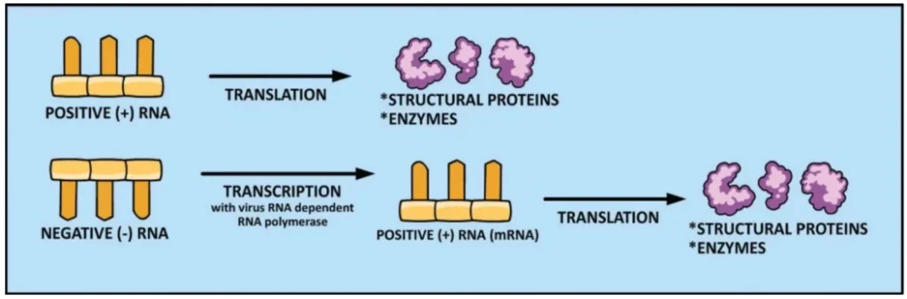 Positive-Sense vs. Negative-Sense RNA Viruses: Molecular Mechanisms and Clinical Implications