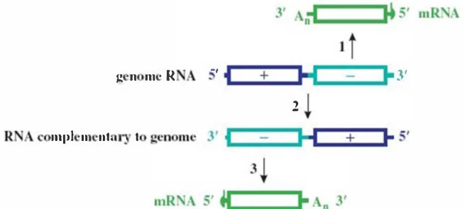 Positive-Sense vs. Negative-Sense RNA Viruses: Molecular Mechanisms and Clinical Implications