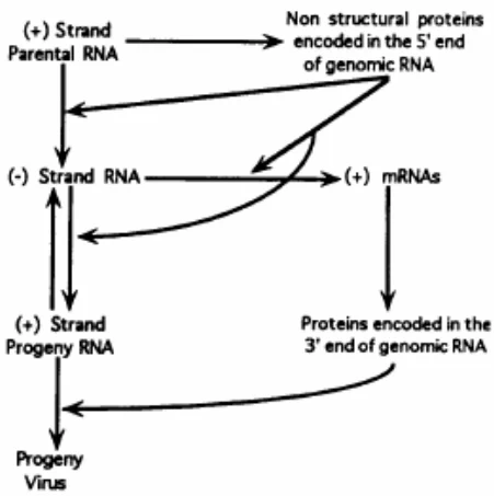 Positive-Sense vs. Negative-Sense RNA Viruses: Molecular Mechanisms and Clinical Implications