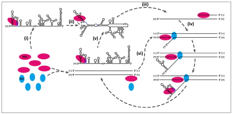 Positive-Sense vs. Negative-Sense RNA Viruses: Molecular Mechanisms and Clinical Implications