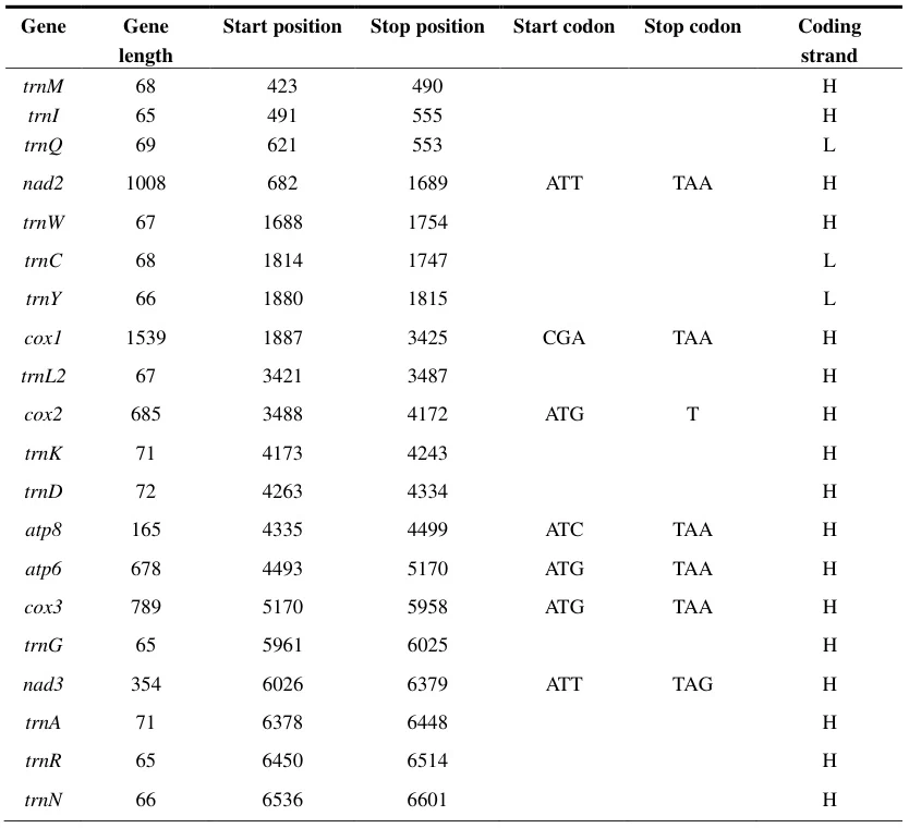 Stop Codons (UAA, UAG, UGA) and Their Relationship with Coding Sequences (CDS): Mechanisms, Variability, and Functional Implications