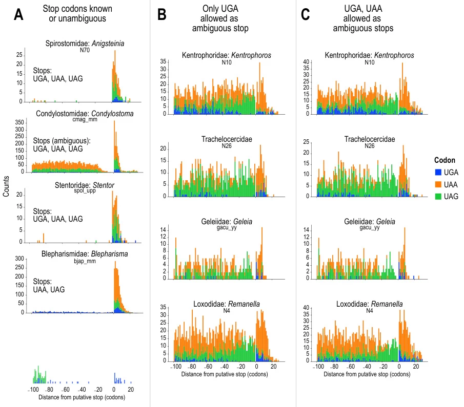 Stop Codons (UAA, UAG, UGA) and Their Relationship with Coding Sequences (CDS): Mechanisms, Variability, and Functional Implications