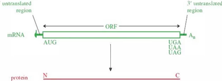 Translation Termination Signals and Stop Codons: Mechanisms, Diversity, and Functional Roles Translation Termination Signals and Stop Codons: Mechanisms, Diversity, and Functional Roles