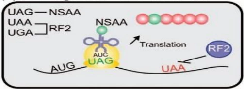 Translation Termination Signals and Stop Codons: Mechanisms, Diversity, and Functional Roles Translation Termination Signals and Stop Codons: Mechanisms, Diversity, and Functional Roles