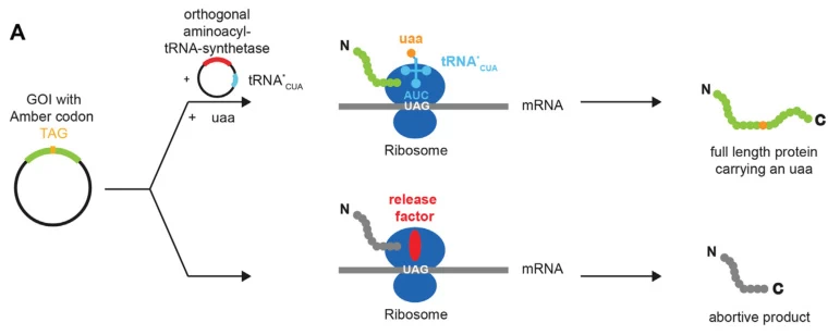 Technologies for Replacing Stop Codons: Innovations and Applications