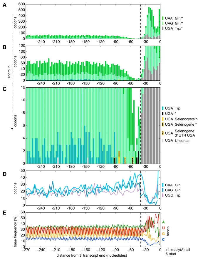 Stop Codons: Classification, Mechanisms, and Biological Significance