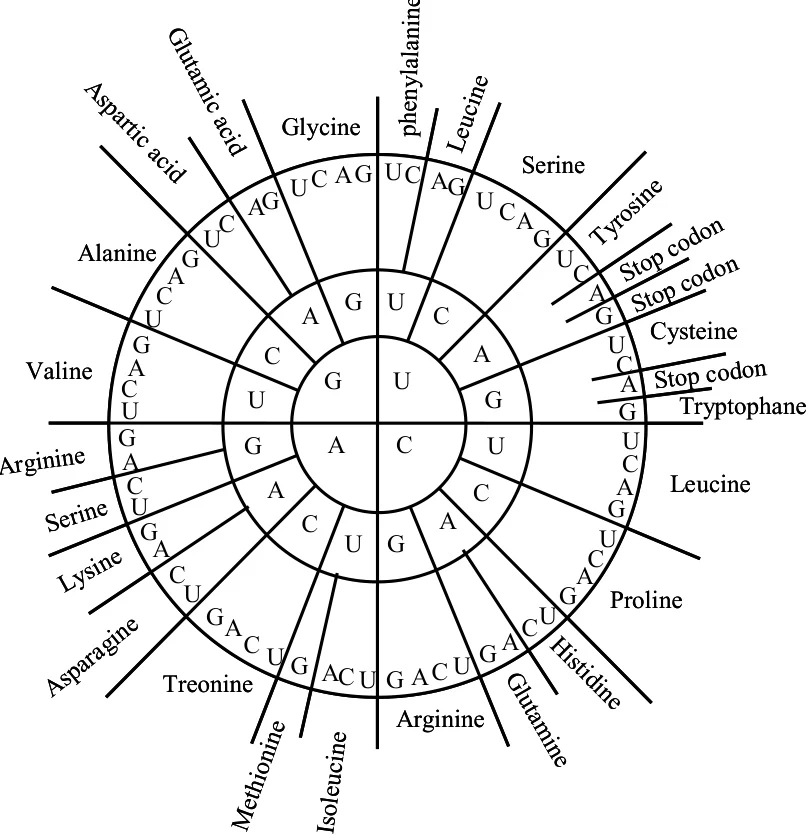 Stop Codons (UAA, UAG, UGA) and Their Relationship with Coding Sequences (CDS): Mechanisms, Variability, and Functional Implications Stop Codons (UAA, UAG, UGA) and Their Relationship with Coding Sequences (CDS): Mechanisms, Variability, and Functional Implications