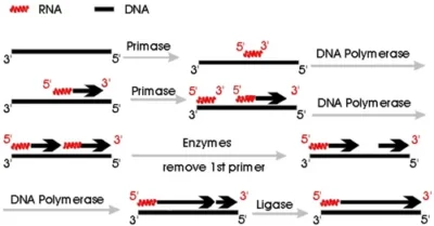 rna primer