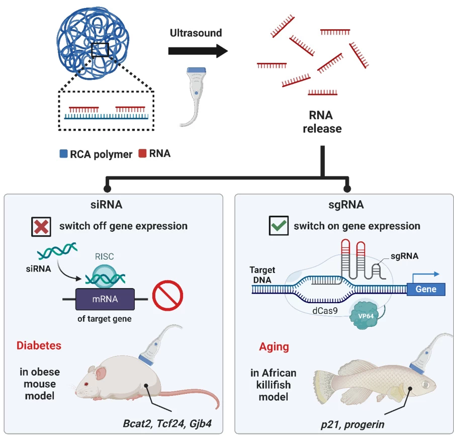 sgRNA vs. siRNA