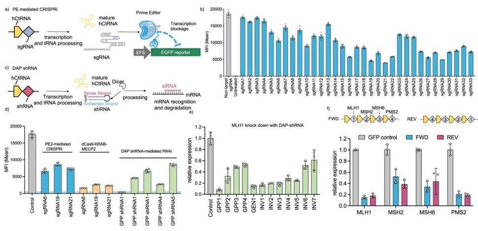 sgRNA vs. siRNA sgRNA vs. siRNA