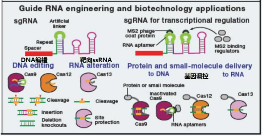 sgRNA