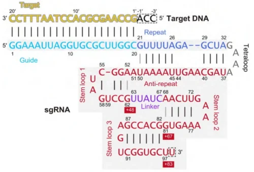 sgrna