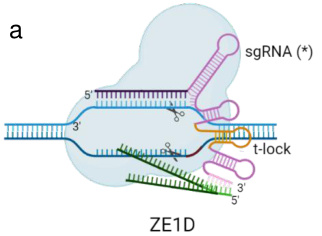 sgRNA