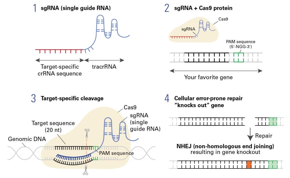 sgRNA