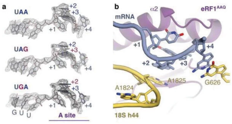 stop codons