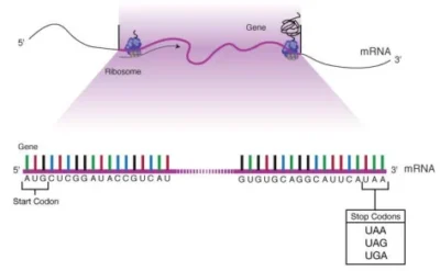 stop codons