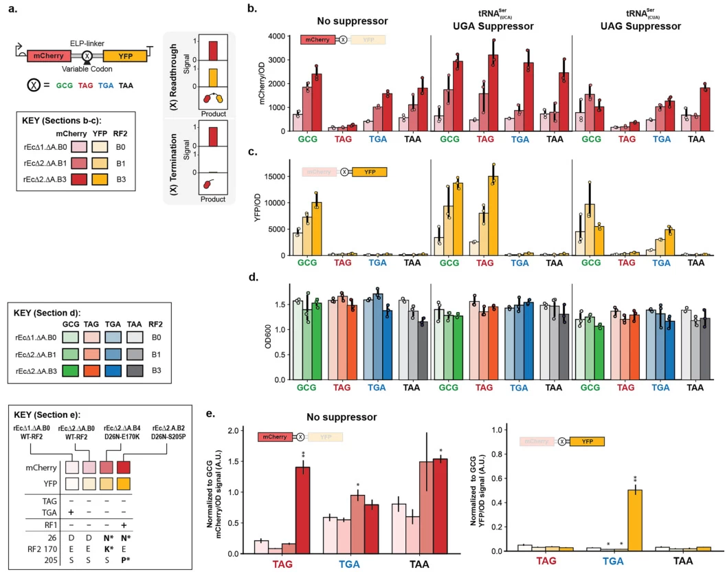 stop codons